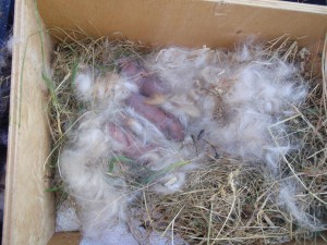 Kdo by tohle hledal pod psí boudou?